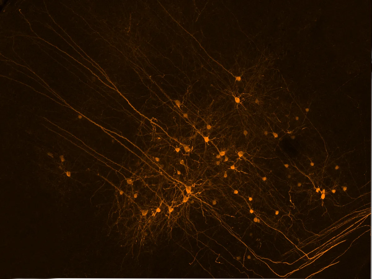 Cortical cells