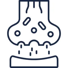 synaptic connectivity